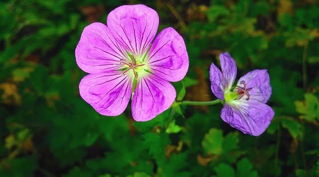 Featured Essential Oil: Geranium