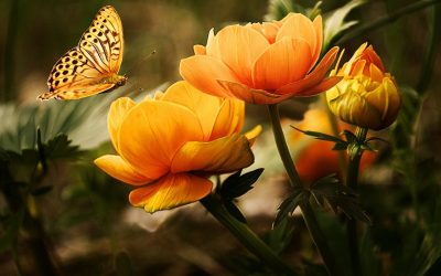 Flowers + Butterfly